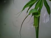 Arisaema consanguineum spp